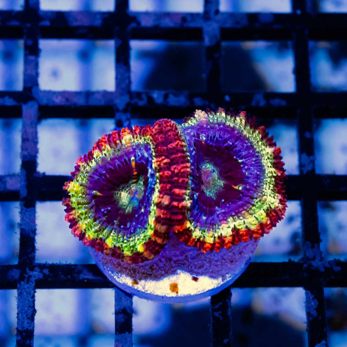 RAR Ultra Acan Frag