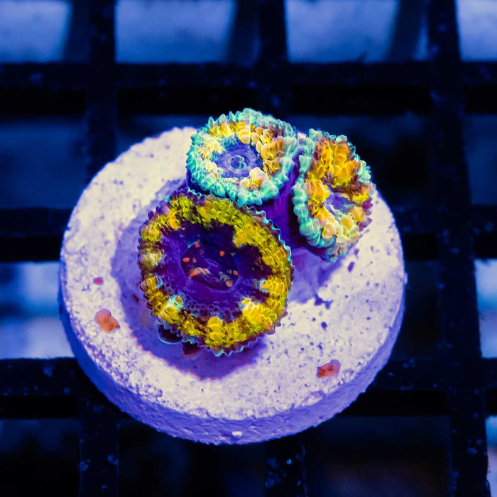 Rainbow Acan Frag