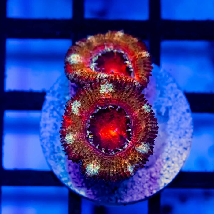 RAR Acan Frag