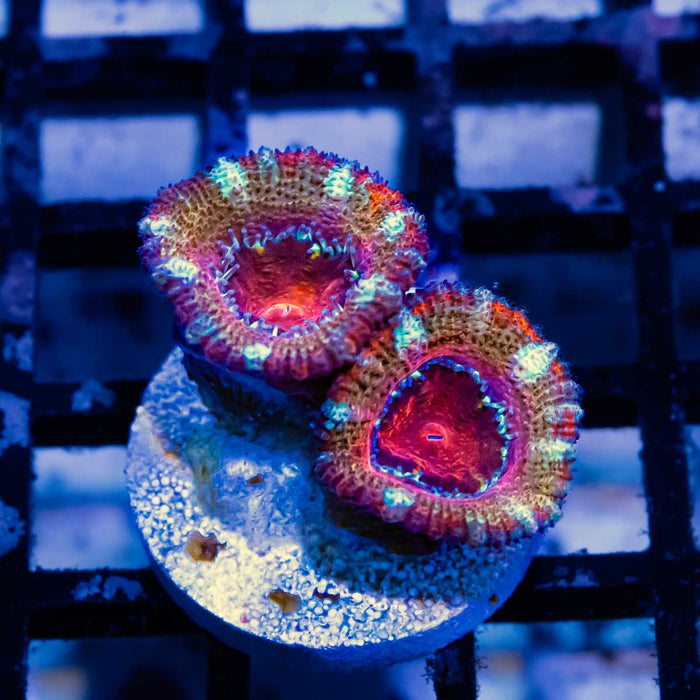 RAR Acan Frag