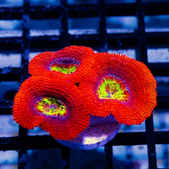 RAR Acan Frag