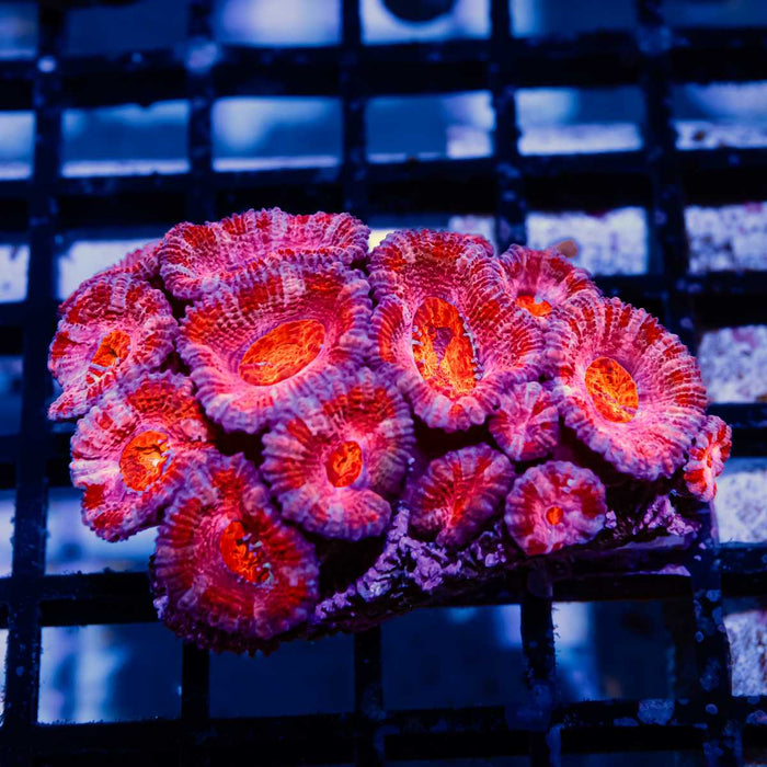 Acan Mini Colony