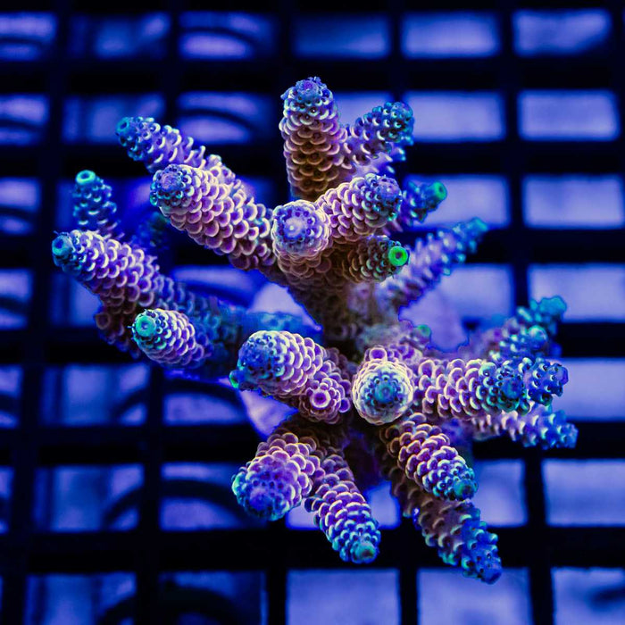 Millepora Acro Colony