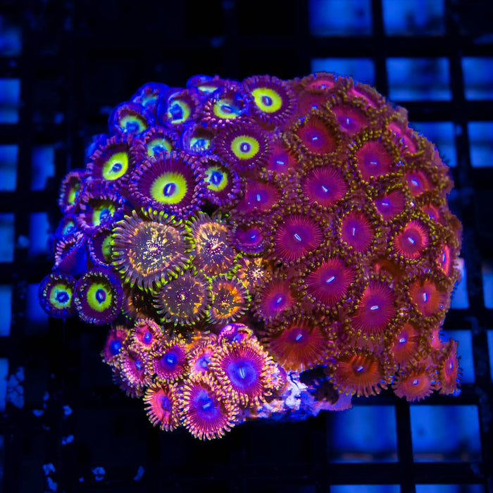 Ultra Bright Zoas Mix Colony