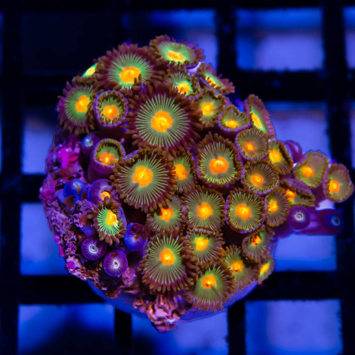 Ultra Bright Zoas