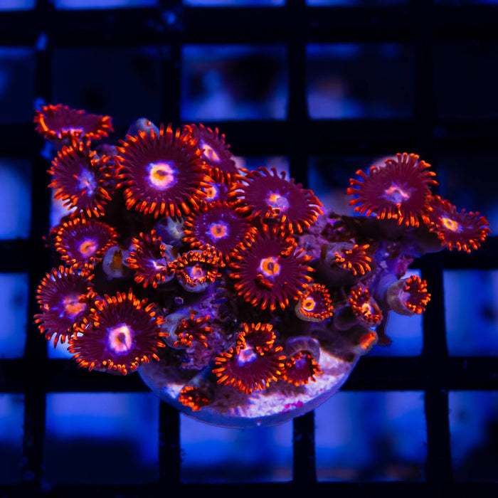 Ultra Mix Zoas