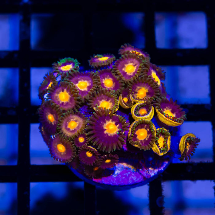 Ultra Zoas