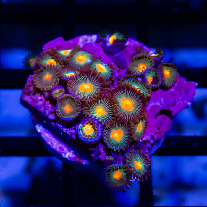 Ultra Zoas