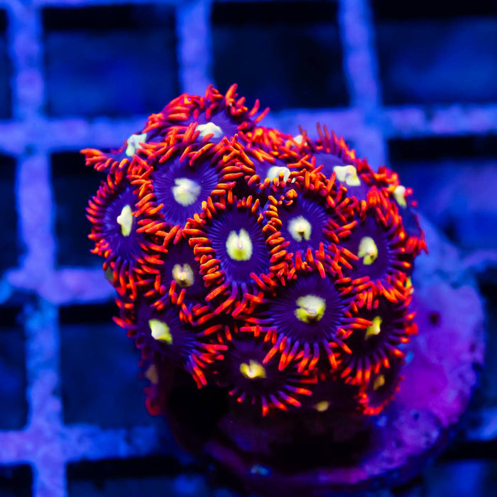 Ultra Bright Zoas