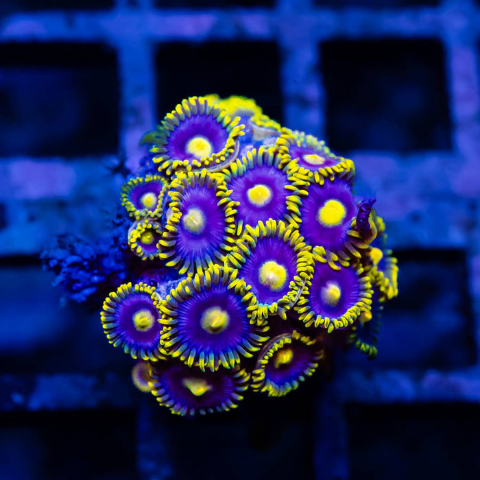 Bright Zoas