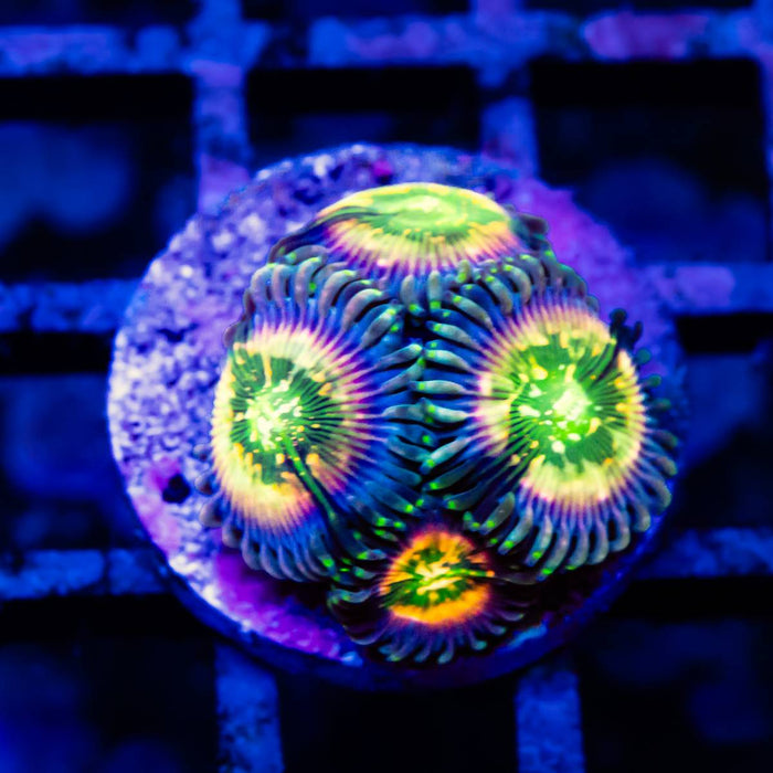 Super Ultra Bright Zoas