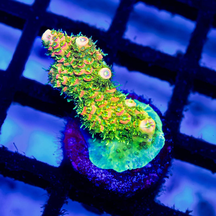 41 Acro Frag