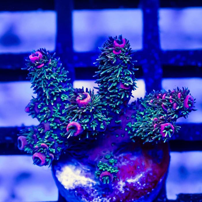 208 Acro Frag