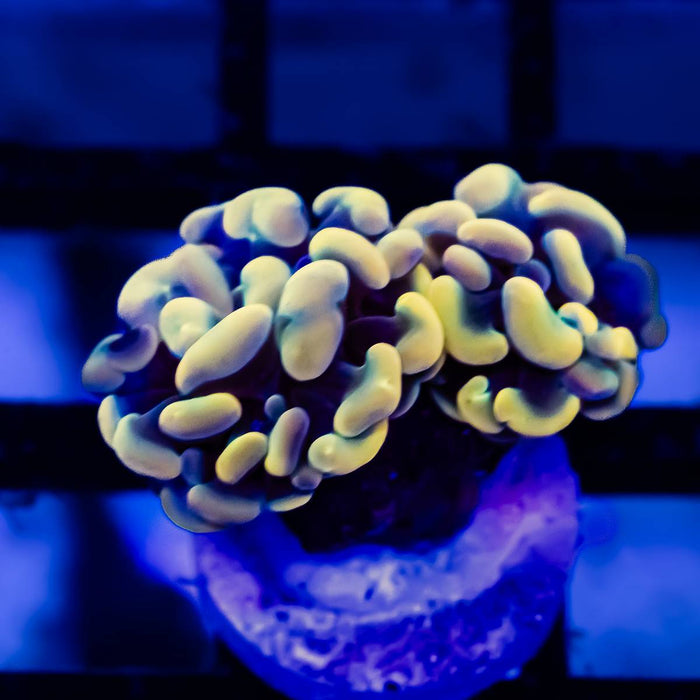 Euphyllia Yellow Branch Hammer