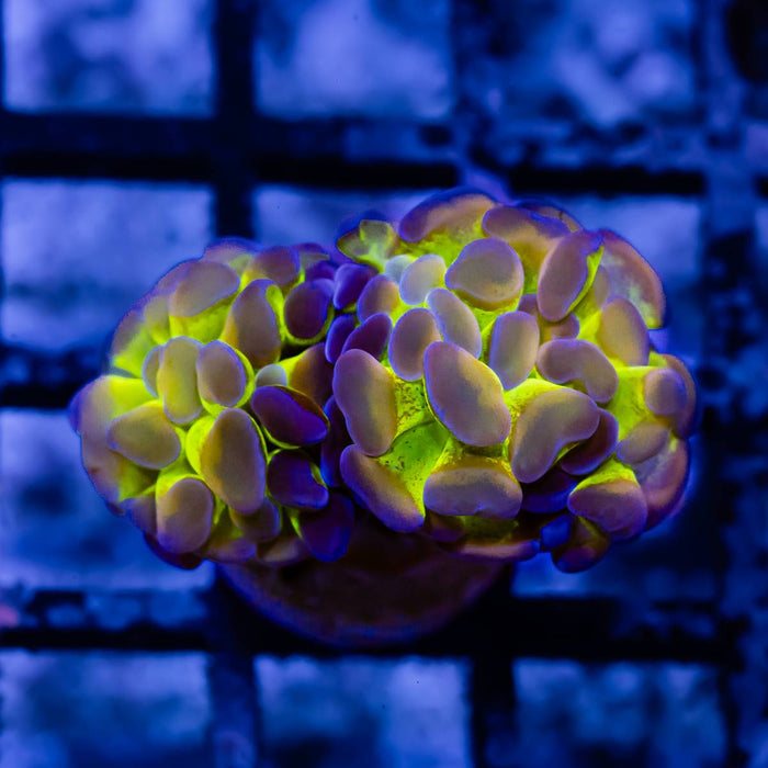 Euphyllia Hologram Branch Hammer