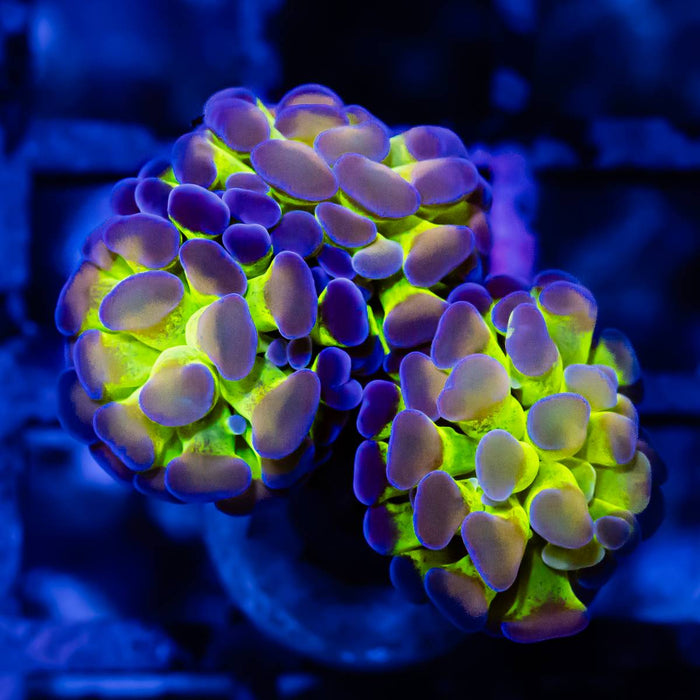 Euphyllia Hologram Branch Hammer