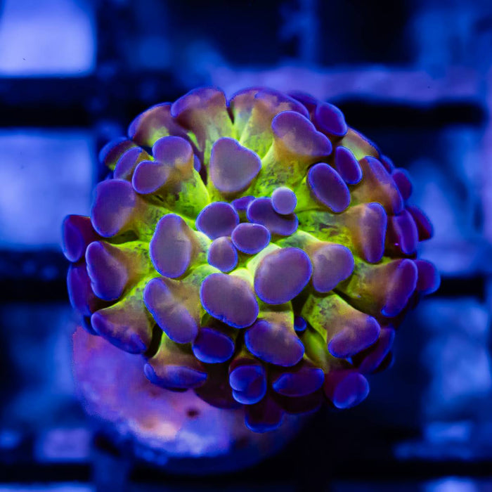 Euphyllia Hologram Branch Hammer