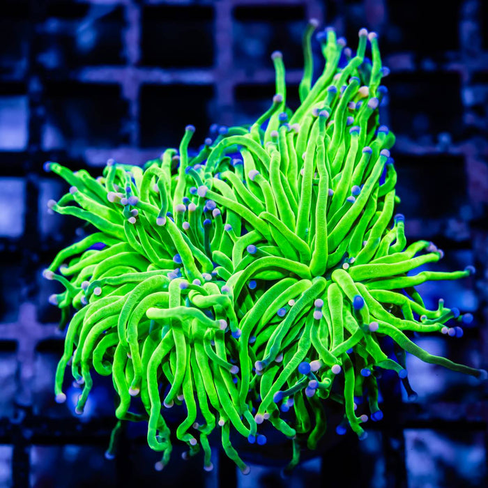 Euphyllia Ultra Green Torch