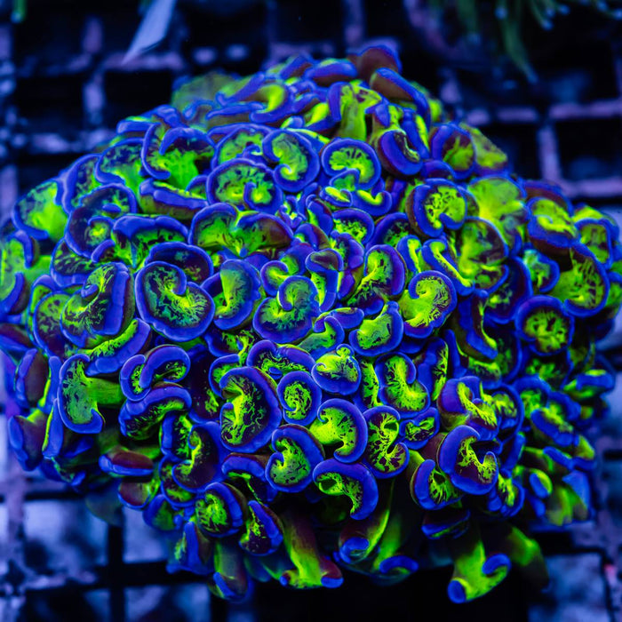 Euphyllia Blue Green Hammer