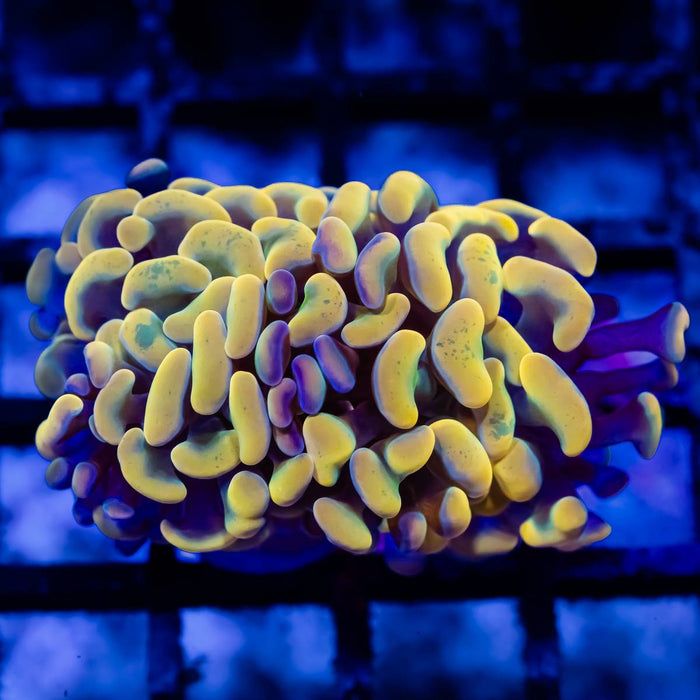 Euphyllia Rainbow Branch Hammer