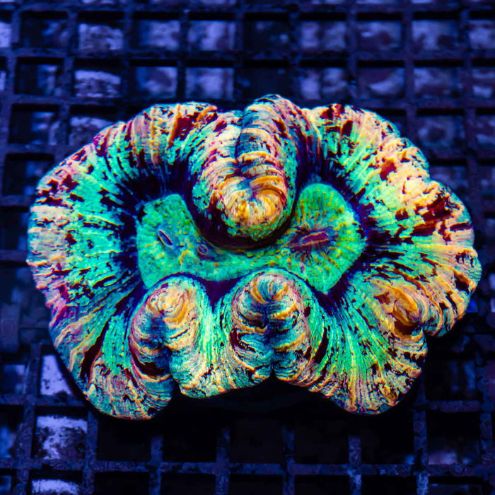 Trachyphyllia Super Ultra