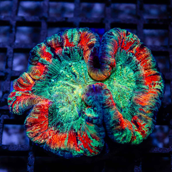 Trachyphyllia Super Ultra