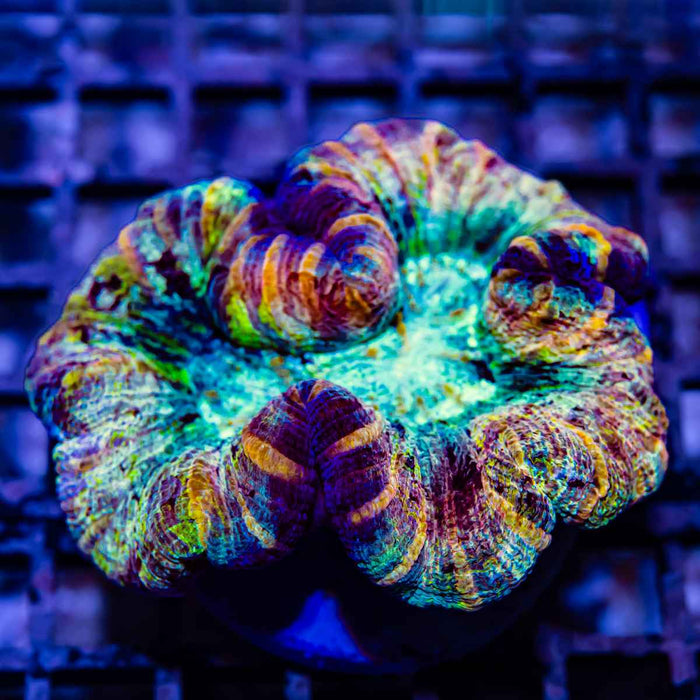 Trachyphyllia Ultra Rainbow