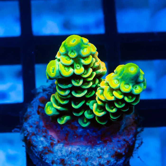 Acro Frag