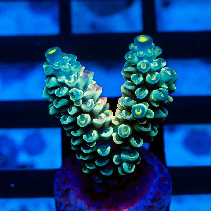 27 Acro Frag