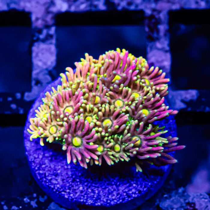 Goniopora Rainbow Super Ultra Grade