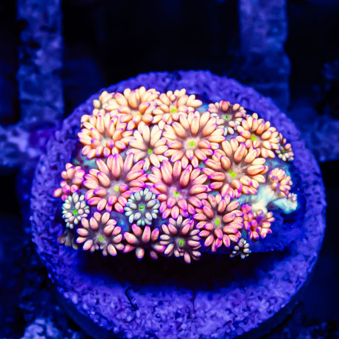 Goniopora Rainbow Super Ultra Grade