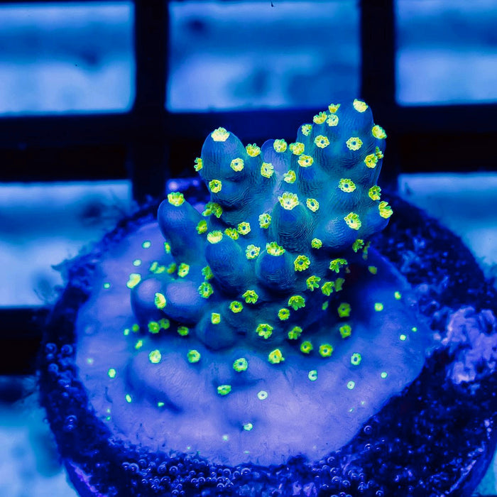 61 Acro Frag