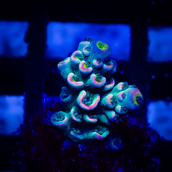 17 Acro Frag