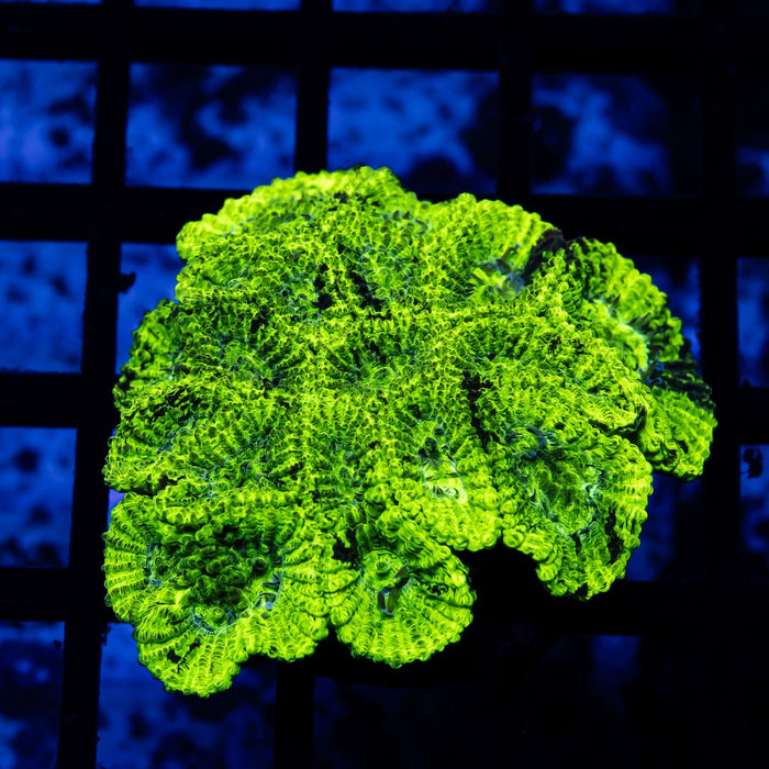 Neon Green Favia Frag