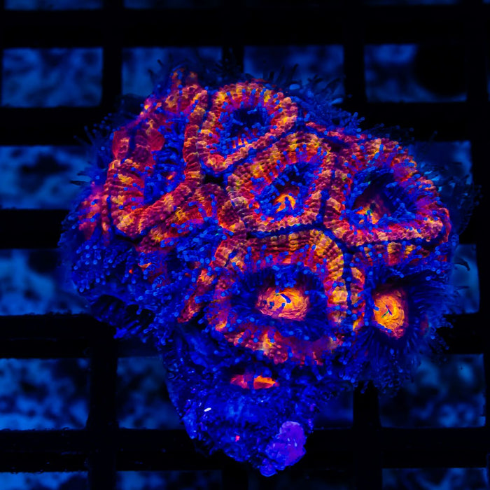 Acan Colony