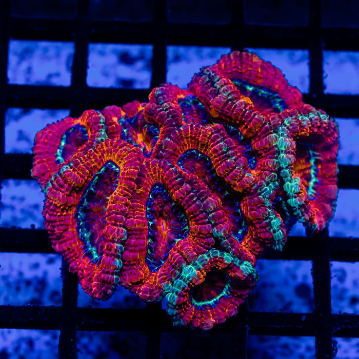 Acan Colony