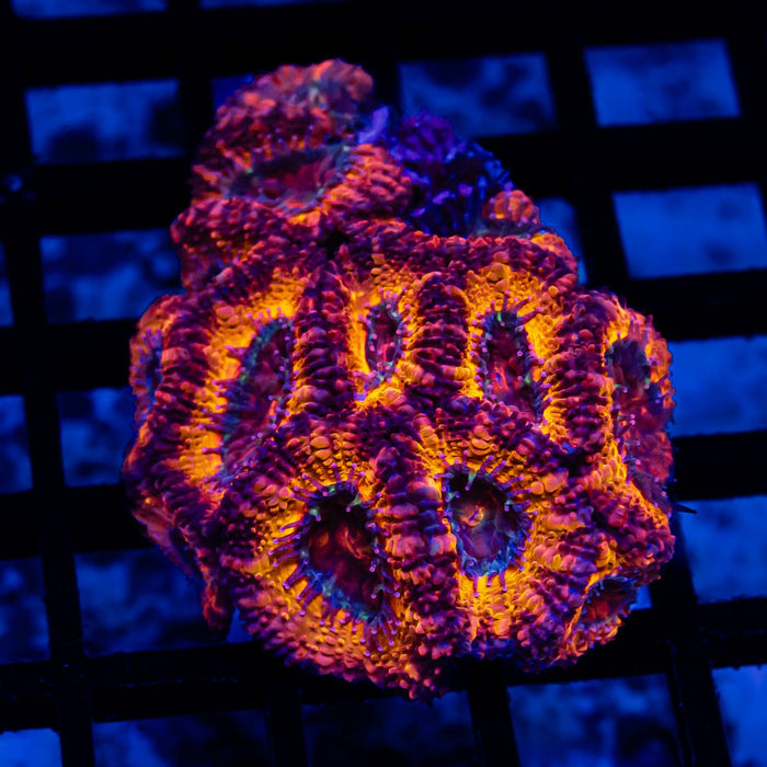 Acan Colony