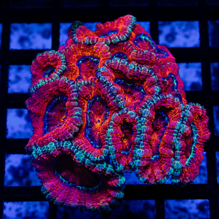 Acan Colony