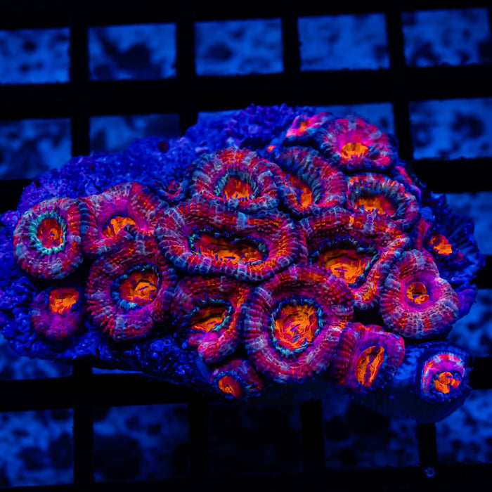 Acan Colony