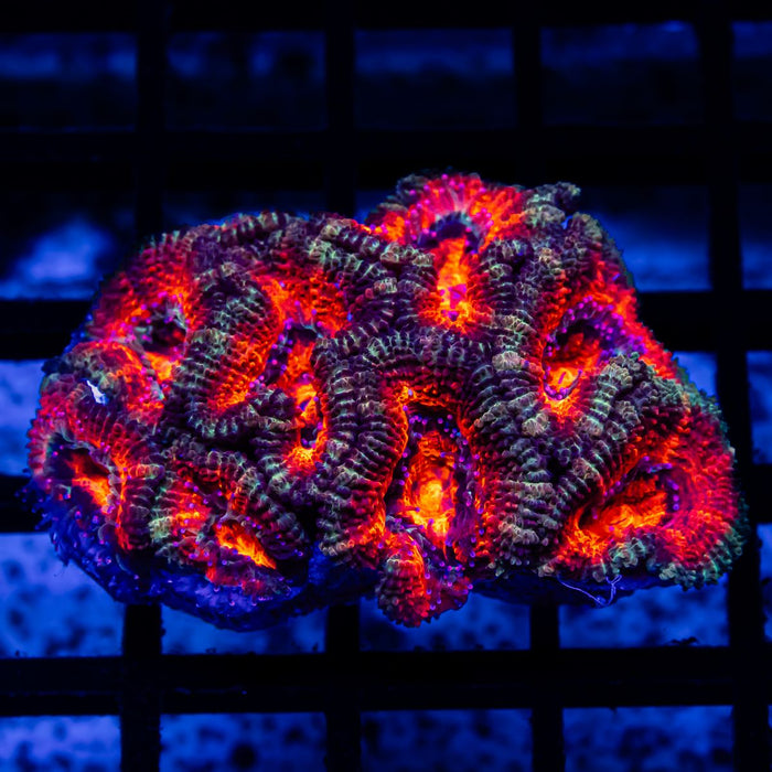 Acan Colony