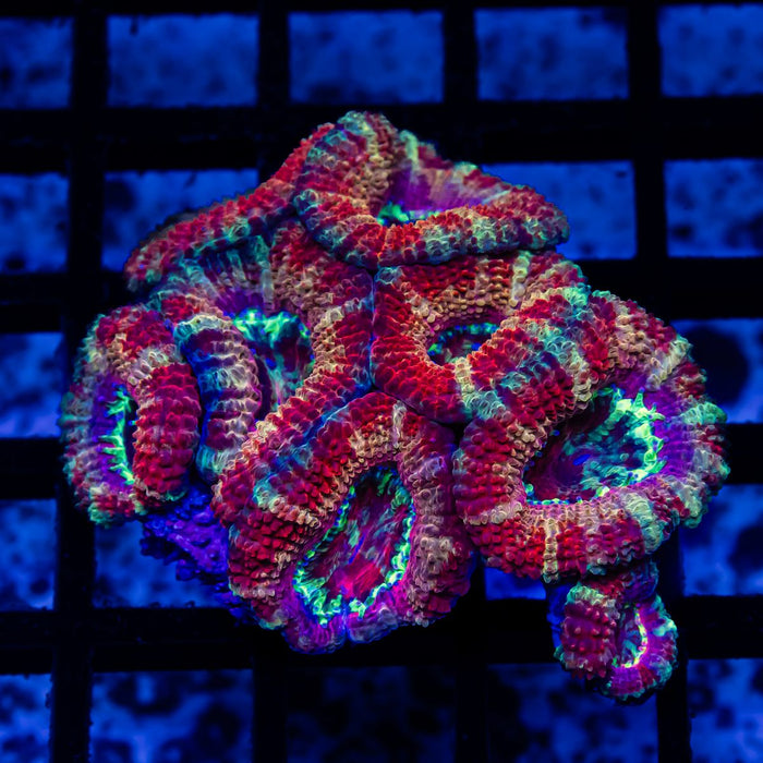 Acan Colony