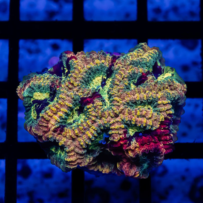 Multi Rainbow Favia Frag