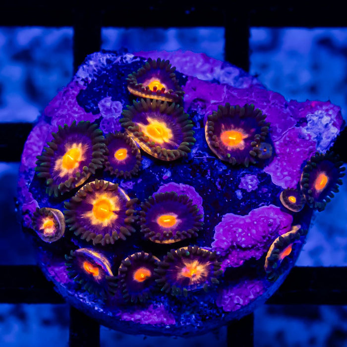 Bright Zoas