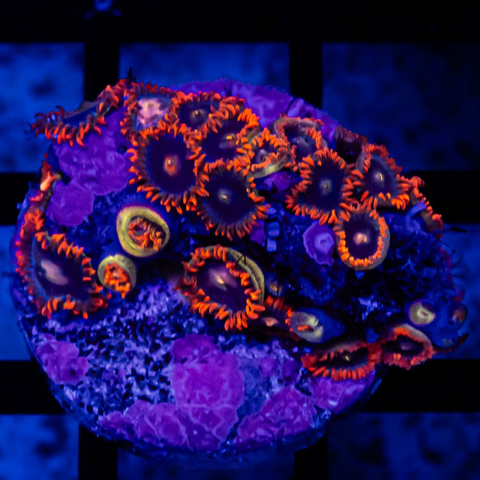 Bright Zoas