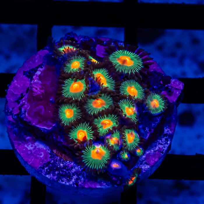 Bright Zoas