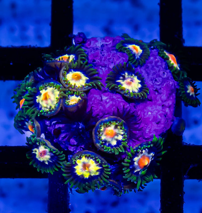 Ultra Bright Zoas