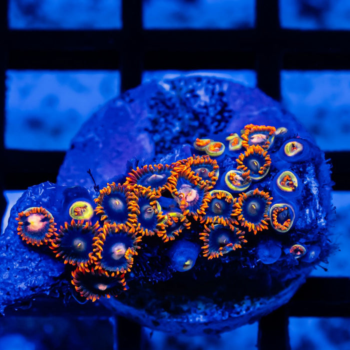 Ultra Zoas