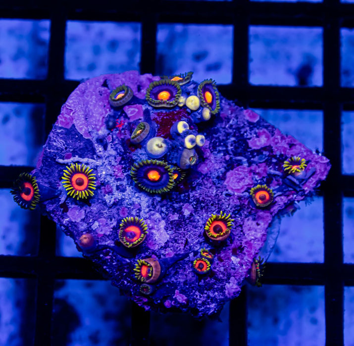 Ultra Mix Bright Zoas