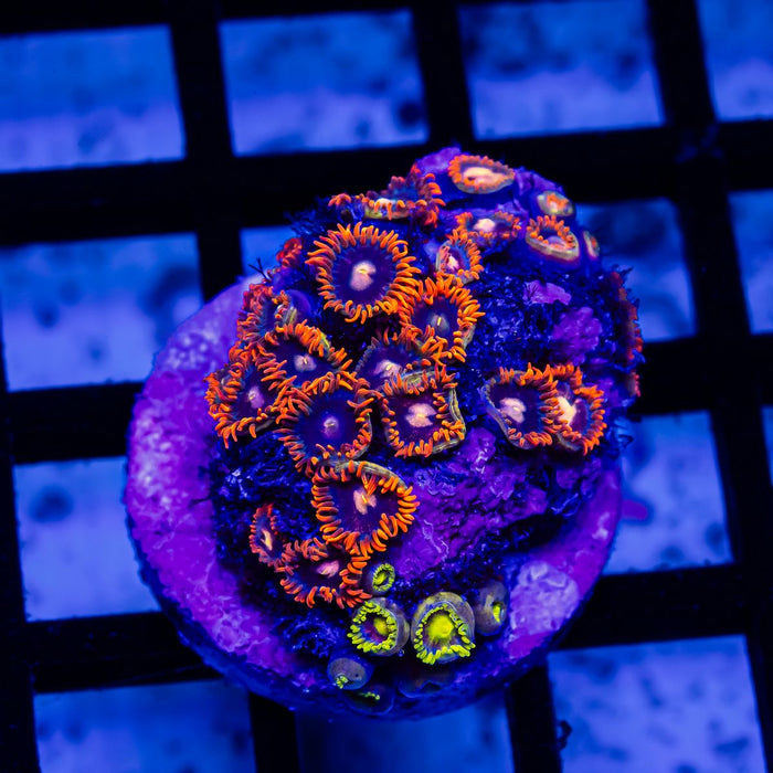 Ultra Mix Zoas