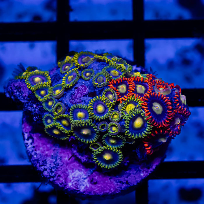 Ultra Bright Zoas